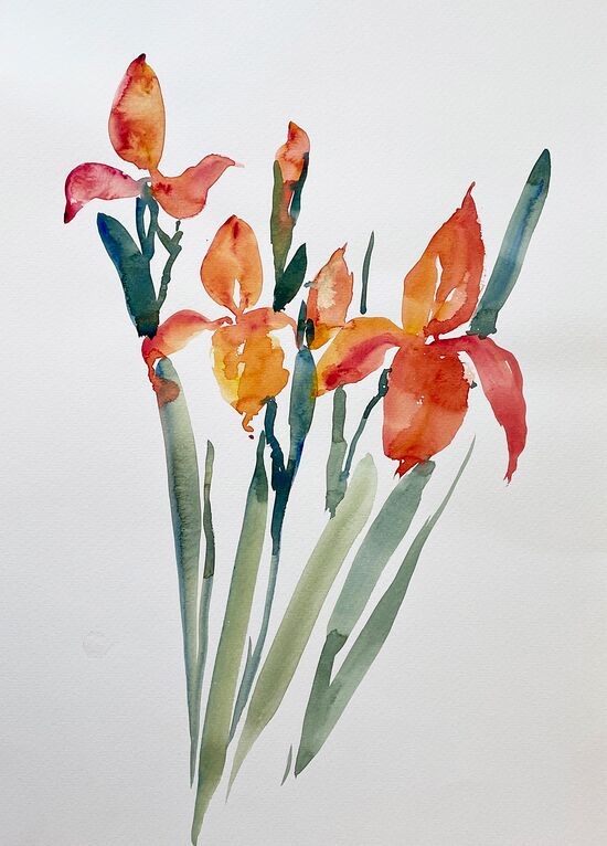 malen am meer orange iris orange Iris Schwertlilie Blumen malen Aquarell