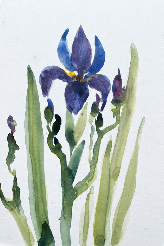 Iris Lilie in Blau Aquarell malen