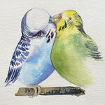 schnäbelnde Wellensittiche Aquarell malen zeichnen