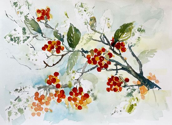 malen am meer vogelbeeren Vogelbeeren Ast Blumen malen Aquarell