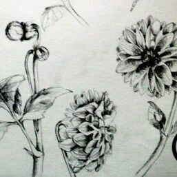 blumen gezeichnet schön