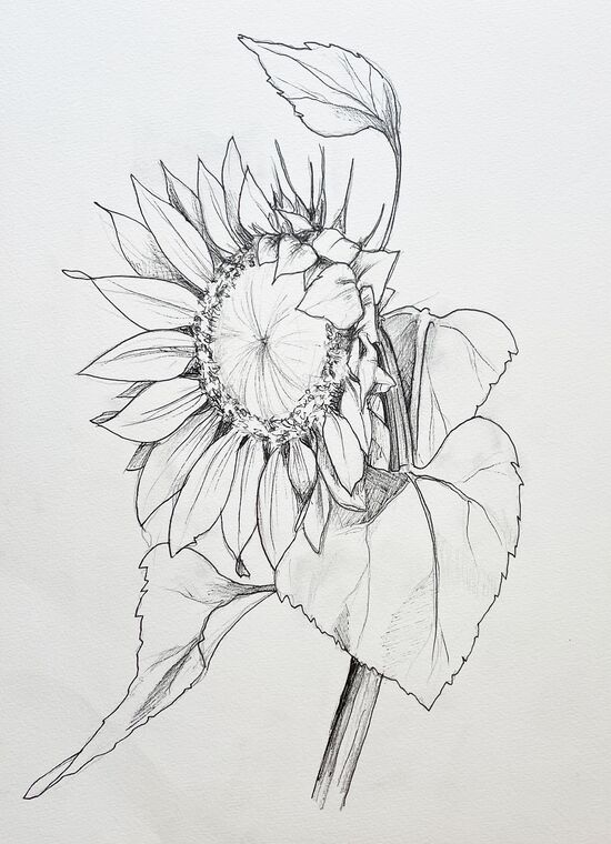 Sonnenblume Zeichnung Liner Blume