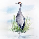 stehender Kranich Aquarell malen zeichnen