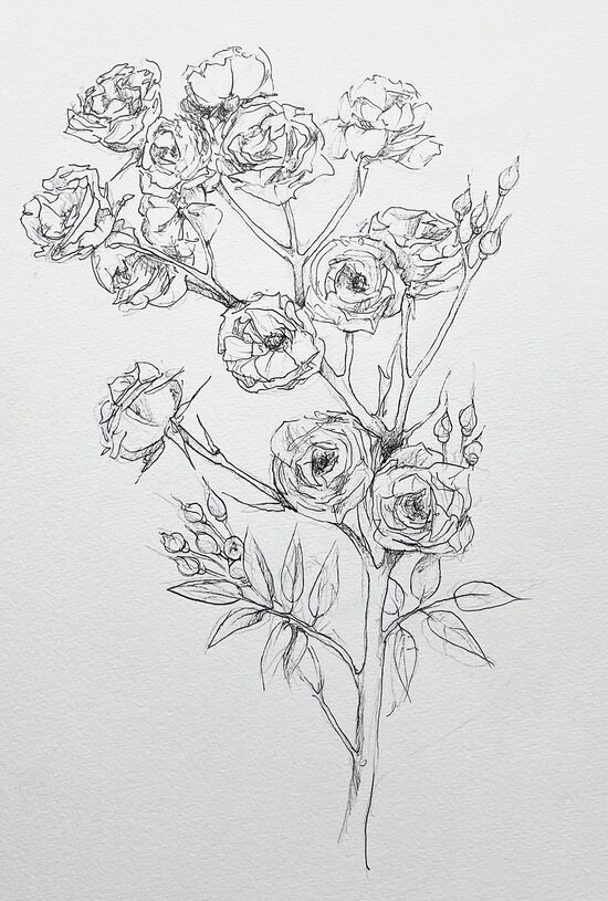 Rose Babyrose Zeichnung