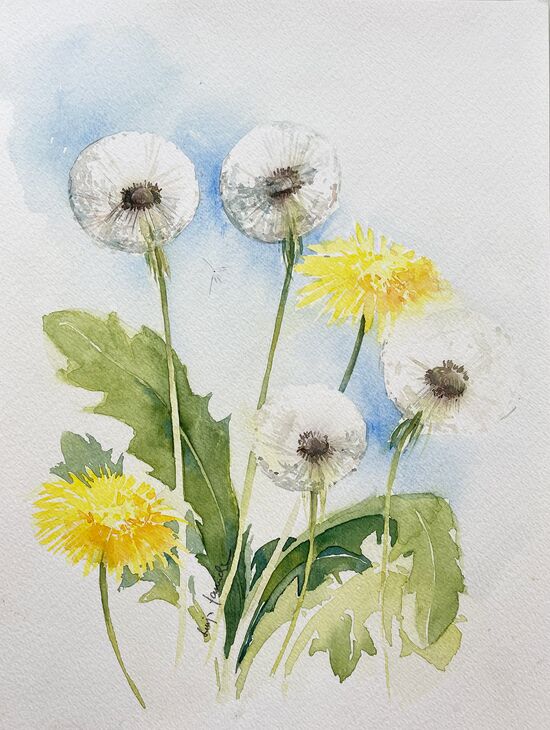 malen am meer pusteblumen löwenzahn pusteblume blume malen aquarell