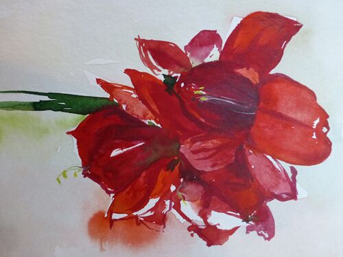 malen am meer Blume Amaryllis amaryllis rot Blume im Aquarell