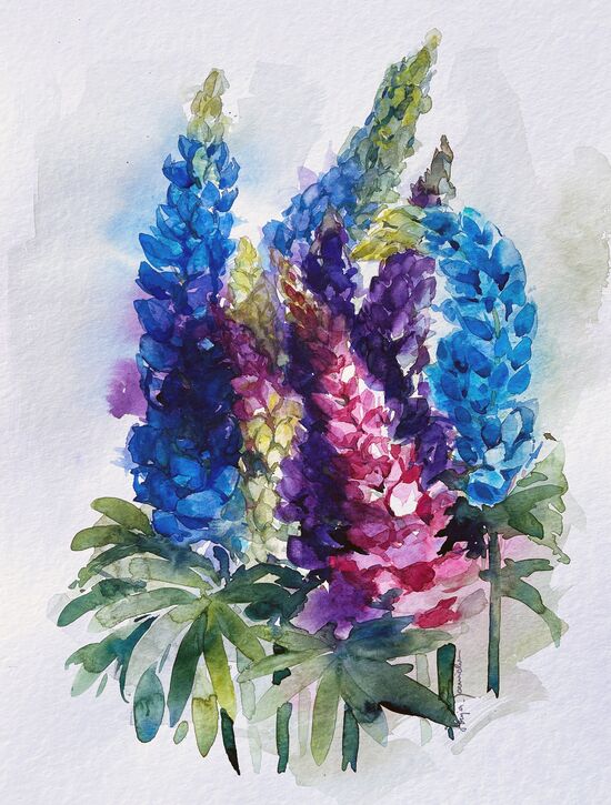 Lupinen bunt Malerei Blumen Aquarell