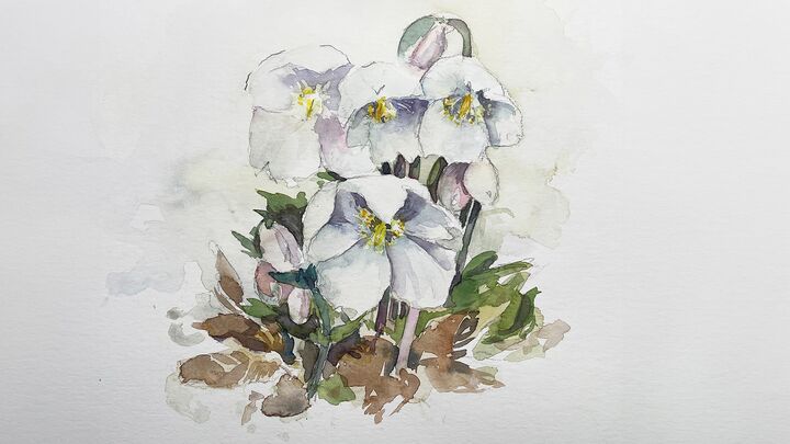 mam04-schneerose