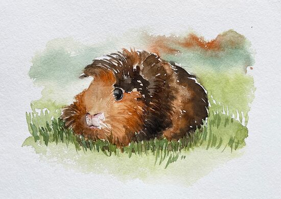 malen am meer Meerschweinchen rosettenmeerschweinchen meerschweinchen aquarell braun