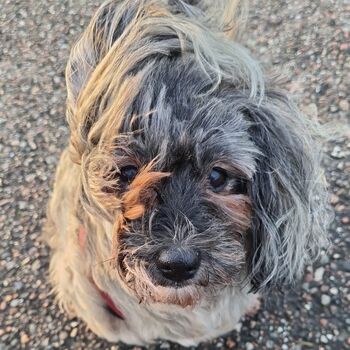 malen am meer hunde malen