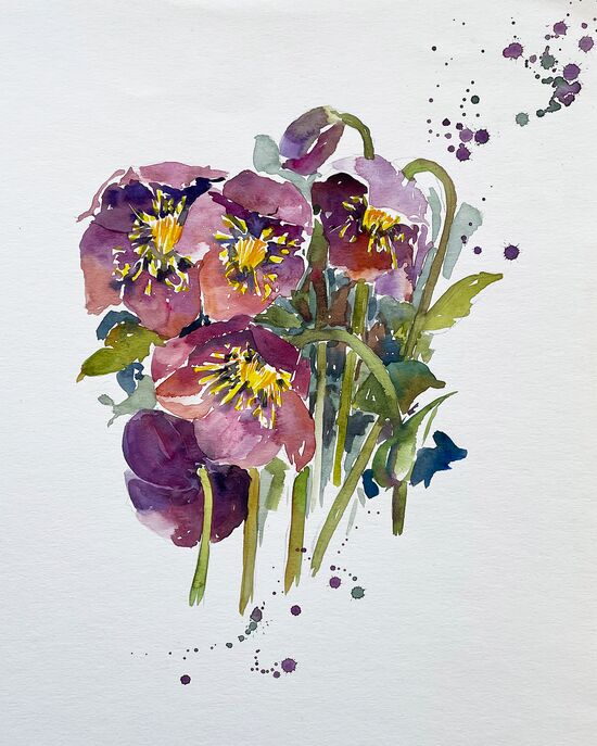 malen am meer christrosen 2 christrosen aquarell malerei blumen frühling