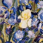 Aquarell_iris_eine_weisse