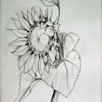 Zeichnung Illustration Sonnenblume