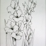 Zeichnung Illustration Gladiole