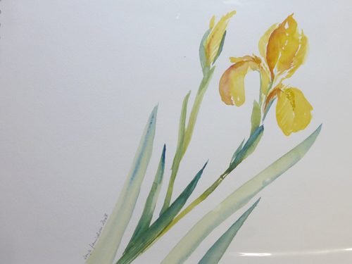 Blume gelbe Iris im Aquarell