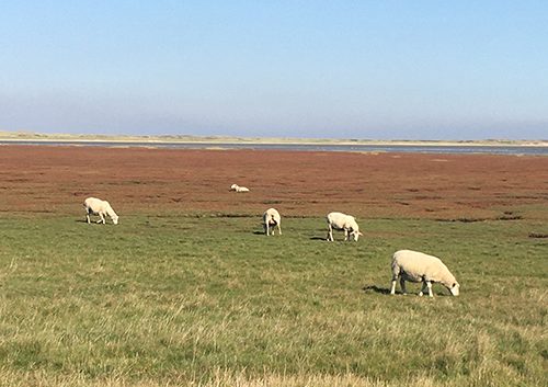 schafe in nordfriesland
