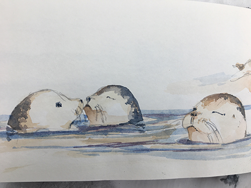 skizze Seehunde im Aquarell malen