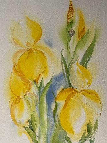 gelbe Iris im Aquarell von Sonja Jannichsen