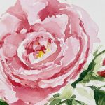 rosa rose im aquarell malen zeichnen