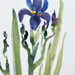 Iris Lilie in Blau Aquarell malen