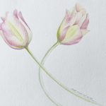 Tulpen Aquarellstift rosa malen