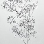 Rose Babyrose Zeichnung