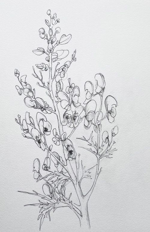 Eisenhut blau Zeichnung mit Liner Blume