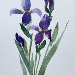 Blume Iris blau Schwertlilie