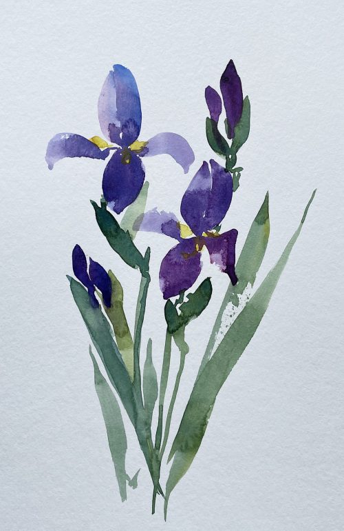 Blume Iris blau Schwertlilie