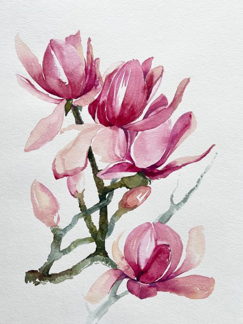 Magnolie Blume rosa Aquarell