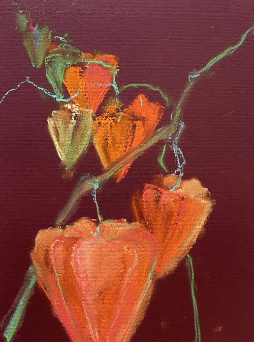 Physalis Pastell Blume malen orange