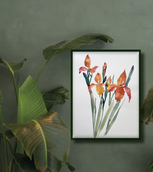 roter Iris Blume im Aquarell