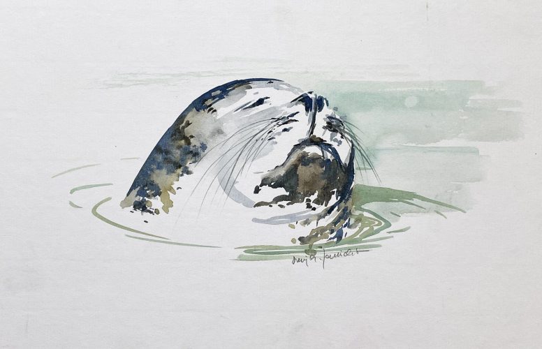 Seehundskopf Seehund im Wasser Tier malen Aquarell