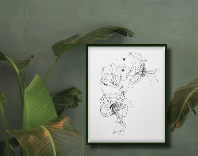 Tigerlilie Zeichnung
