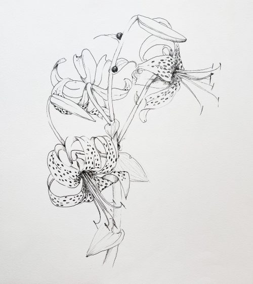 Tigerlilie Blume Lilie malen Zeichnung