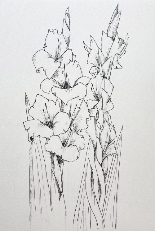 Gladiolen Blume Zeichnung Liner