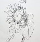Sonnenblume Zeichnung Liner Blume