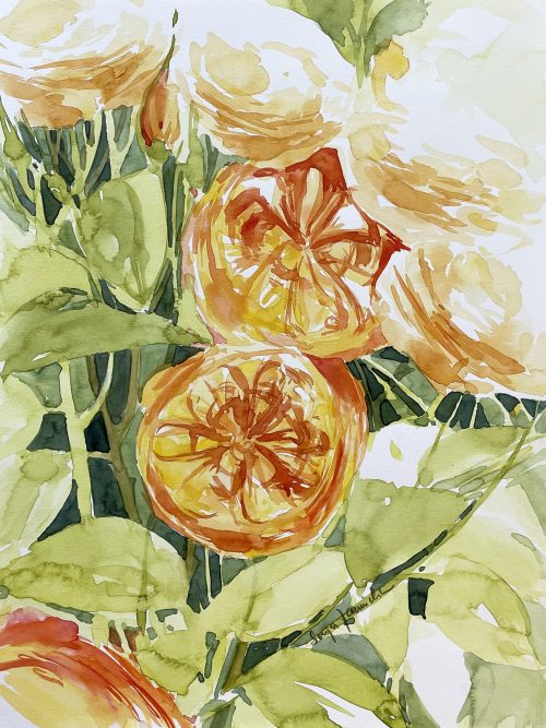 orange Rosen Blumen malen Aquarell