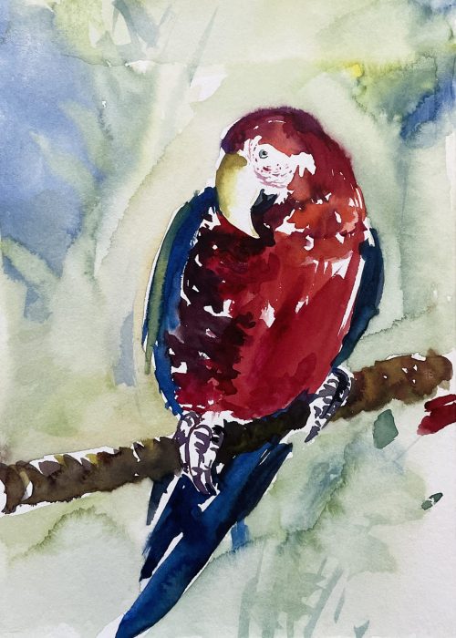 papagei bunt rot aquarell malerei tiere