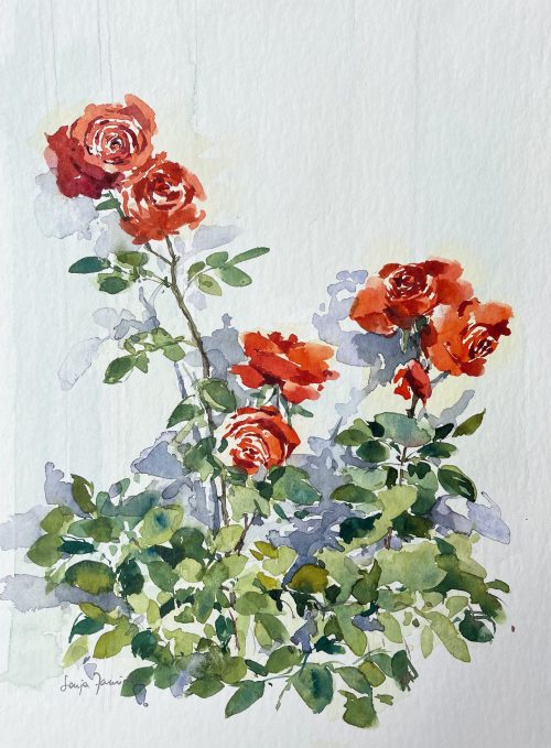 rote Rosen im Busch Aquarell malen