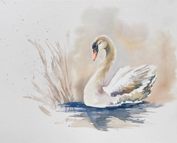 weißer Schwan gemalt im Aquarell