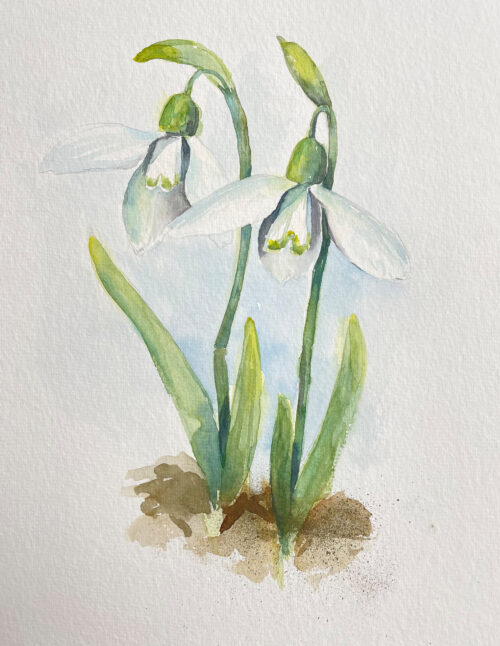 Schneeglöckchen Studie gemalt im Aquarell