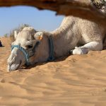 kamel in der wüste malen