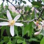 Mandelblüte auf Sizilen malkurs auf deutsch