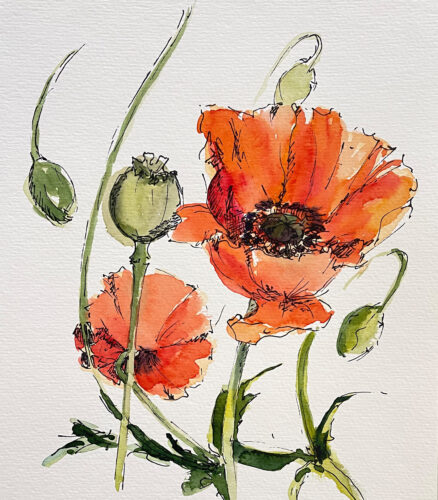 roter Mohn Klatschmohn im Aquarell gemalt