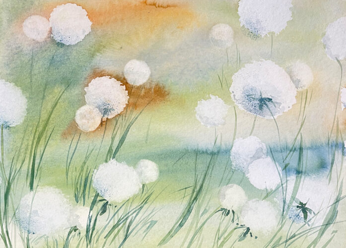 Pusteblumen Aquarell Wollgras wiese im Aqurell